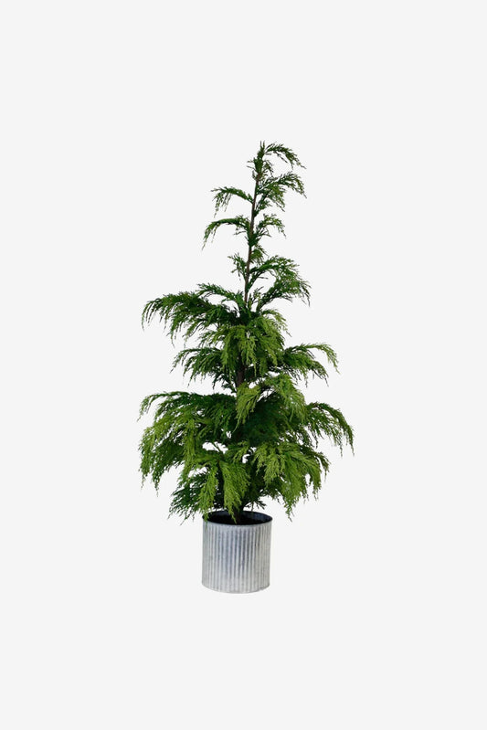 Weeping cedar potted 81cm in galvanised pot