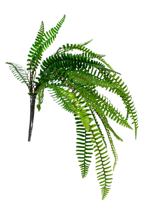 Hanging Ladder Fern