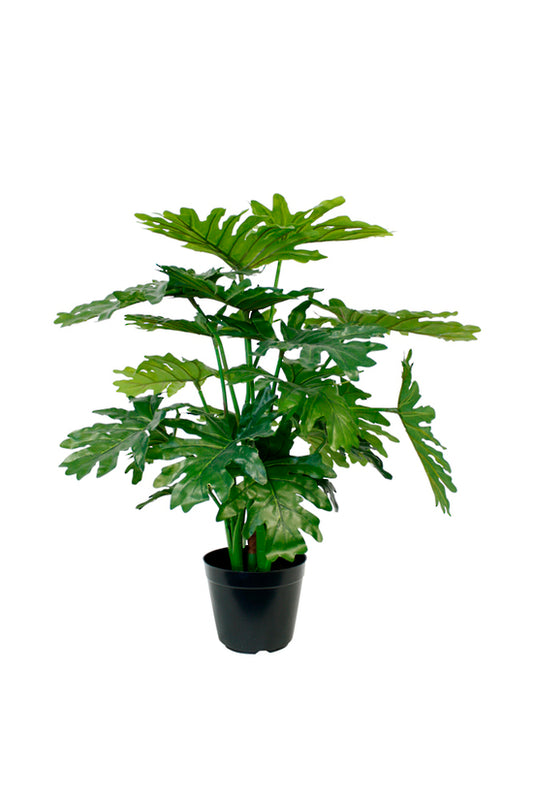 Selloum Philo Potted 66cm