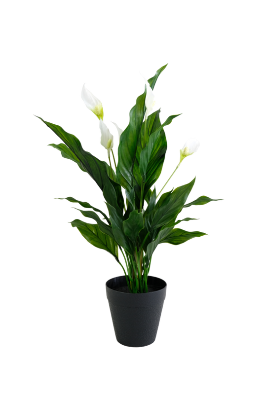 Peace Lily W/Flowers Potted 48cm