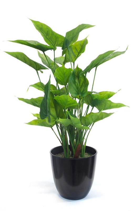 Potted Anthurium Bush 55cm