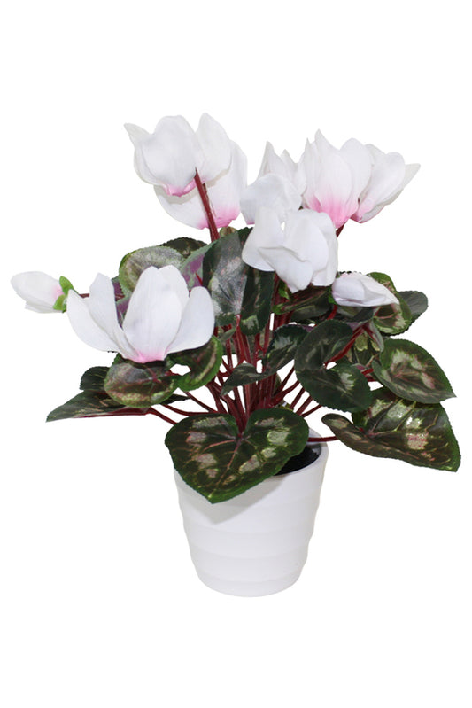 Cyclamen in White Pot 30cm