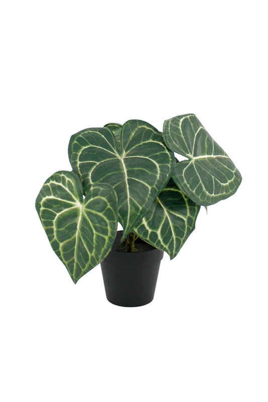 Turtle Alocasia Potted 24 cm