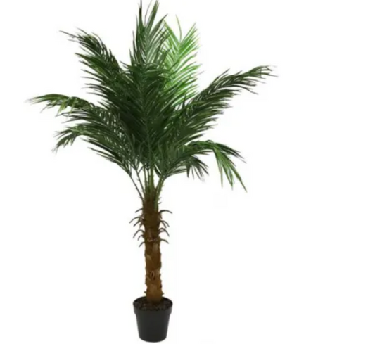 Tropical Palm Tree