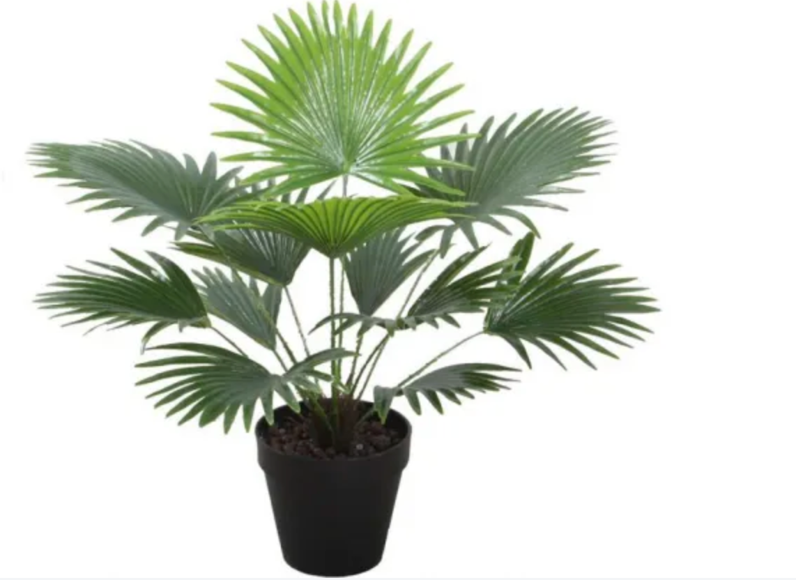 Fan palm with pot 50cm