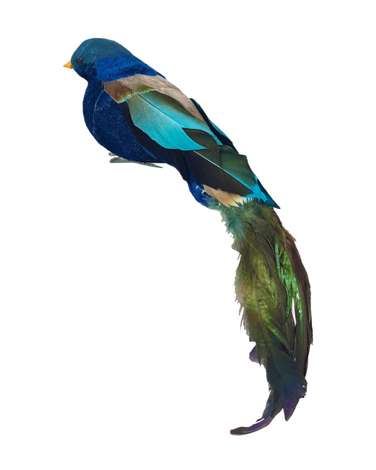 Large Tui