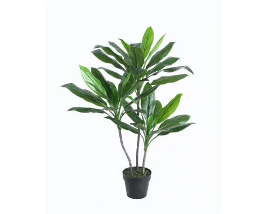 Plant Cordyline Fruticosa 1000mm